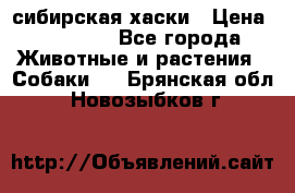 l: сибирская хаски › Цена ­ 10 000 - Все города Животные и растения » Собаки   . Брянская обл.,Новозыбков г.